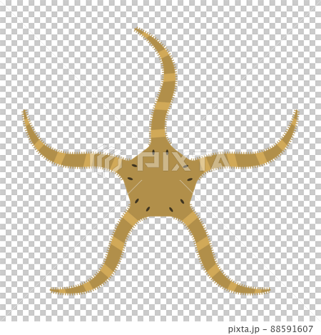 クモヒトデのイラスト クモヒトデのイラスト 88591607