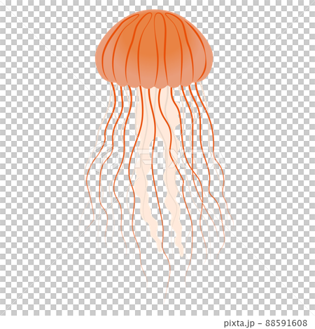 紅色水母的插圖 紅色水母的插圖 88591608