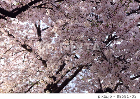 桜 花 花びら 88591705