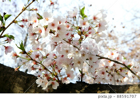 桜 花 花びら 88591707