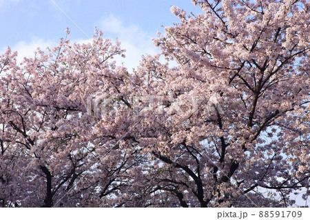 桜 花 花びら 88591709