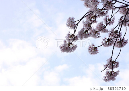 桜 花 花びら 88591710