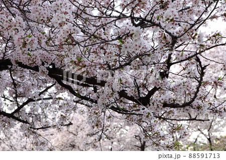 桜 花 花びら 88591713