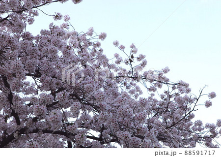 桜 春 花 88591717