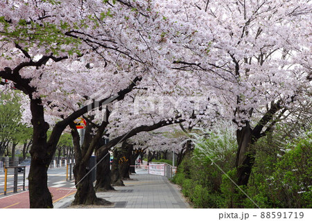 桜 花 風景 88591719