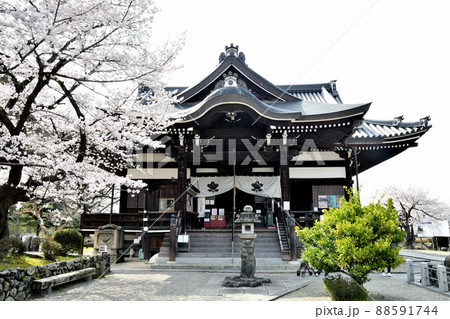 橘寺(本堂・サクラ)　【奈良県高市郡明日香村】 88591744
