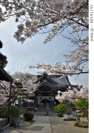 橘寺(本堂・サクラ) 【奈良県高市郡明日香村】 橘寺(本堂・サクラ) 【奈良県高市郡明日香村】 88591745