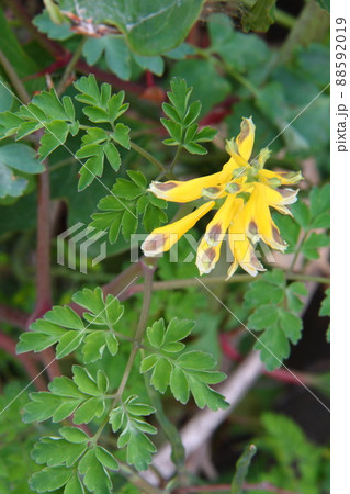 キケマン04 88592019