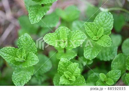 春のアップルミント 88592035