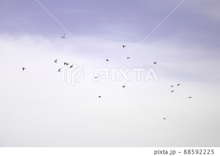 空を飛ぶ野鳥の群れ 88592225