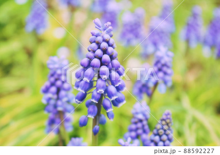 青紫のぶどうみたいなムスカリの花 88592227