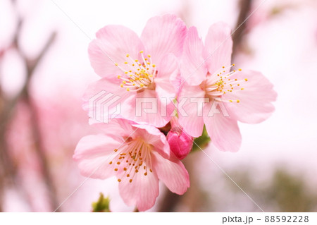 春に満開に咲く桜の花のアップ 88592228