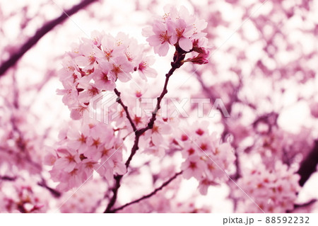 春に満開に咲く桜の花 88592232