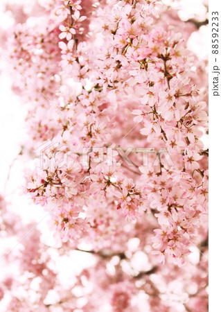 春に満開に咲く桜の花 88592233