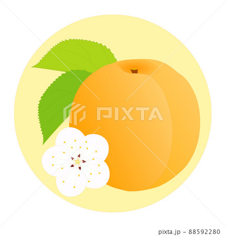 丸いベージュ色の背景に熟したアンズの実と白いアンズの花と緑色のアンズの葉 88592280