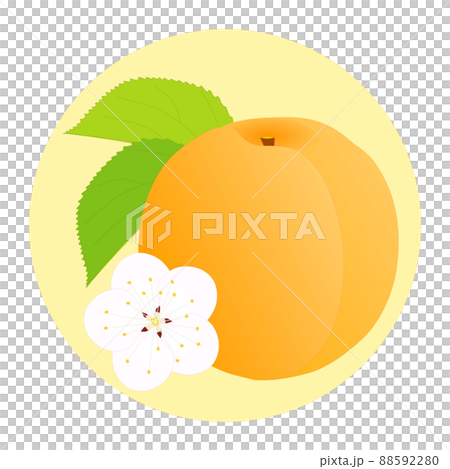 丸いベージュ色の背景に熟したアンズの実と白いアンズの花と緑色のアンズの葉 88592280