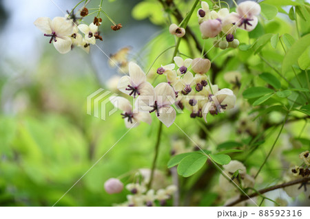 アケビ（木通）の雄花と雌花 88592316