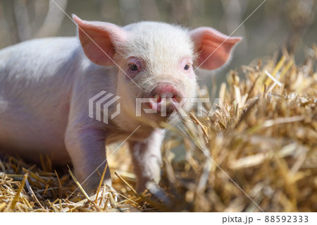 Piglet on hay and straw at pig breeding farm 88592333