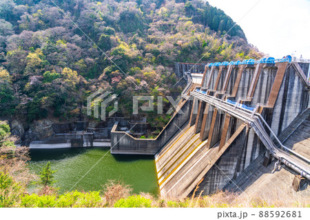 神奈川県　春の城山ダム　津久井湖 88592681