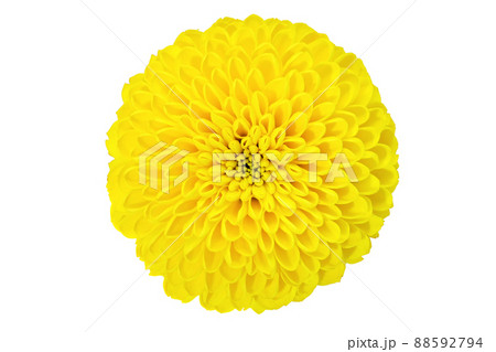【ピンポンマム (菊)】 (深度合成) 88592794