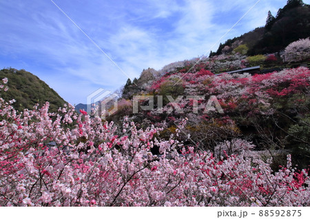 仁淀川町の上久喜 百花繚乱 (高知県) 仁淀川町の上久喜 百花繚乱 (高知県) 88592875