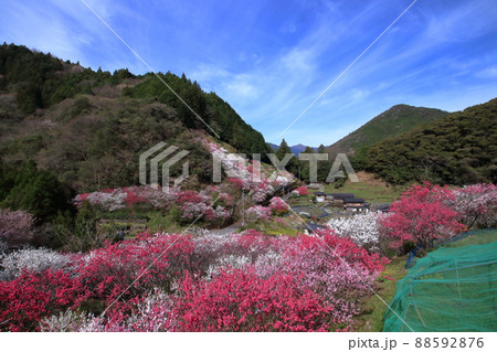 上久喜の花桃　美しい山里　（高知県　仁淀川町　かみくき）	 88592876