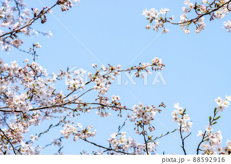 植物 花 春 88592916