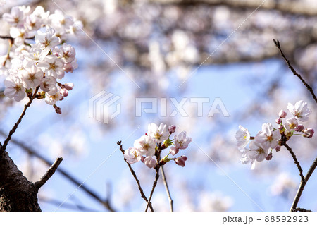 植物 花 桜 88592923