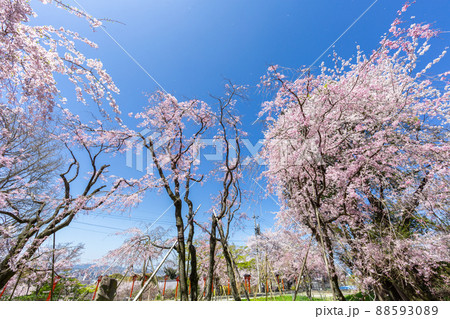 足立山妙見宮御祖神社と桜の風景 福岡県北九州市 足立山妙見宮御祖神社と桜の風景 福岡県北九州市 88593089