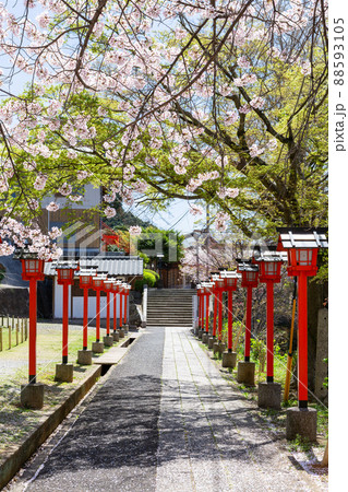 足立山妙見宮御祖神社と桜の風景 福岡県北九州市 足立山妙見宮御祖神社と桜の風景 福岡県北九州市 88593105