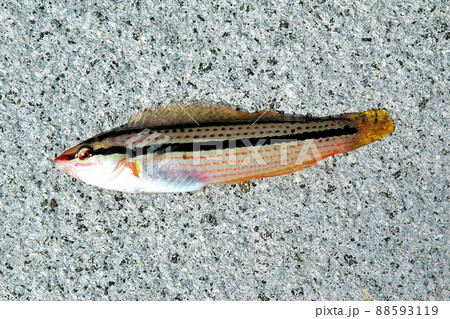 キュウセンの雌 88593119