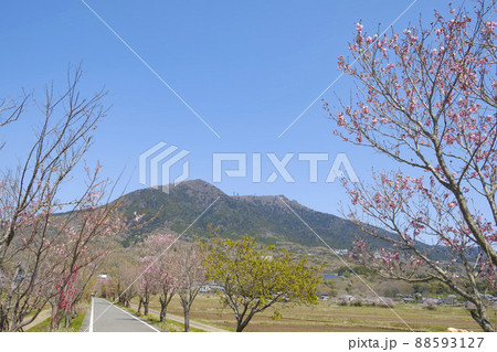 桜並木と筑波山と筑波サイクリングロード 桜並木と筑波山と筑波サイクリングロード 88593127