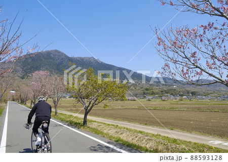 桜並木と筑波山と筑波サイクリングロード 88593128