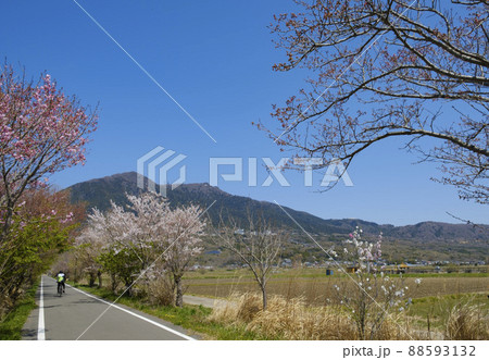 桜並木と筑波山と筑波サイクリングロード 88593132