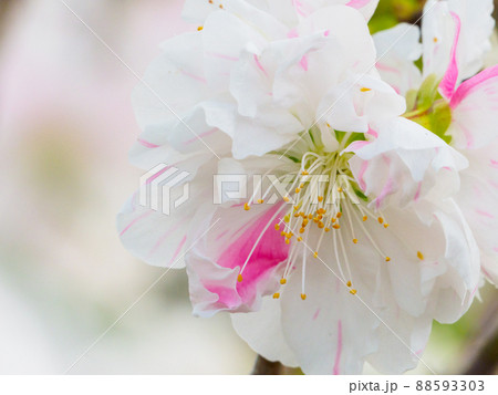 珍しい桜のような一輪にぴんくと白の二色の紅白代わり咲き、源平咲きのハナモモ 珍しい桜のような一輪にぴんくと白の二色の紅白代わり咲き、源平咲きのハナモモ 88593303