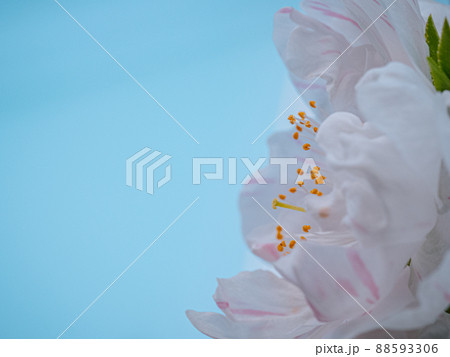 珍しい桜のような一輪にぴんくと白の二色の紅白代わり咲き、源平咲きのハナモモ 88593306