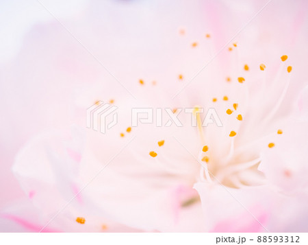 珍しい桜のような一輪にぴんくと白の二色の紅白代わり咲き、源平咲きのハナモモ 珍しい桜のような一輪にぴんくと白の二色の紅白代わり咲き、源平咲きのハナモモ 88593312