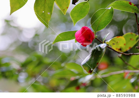 椿の花 寒咲赤侘助 椿の花 寒咲赤侘助 88593988