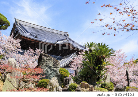 粉河寺 境内に咲く満開の桜 粉河寺 境内に咲く満開の桜 88594153