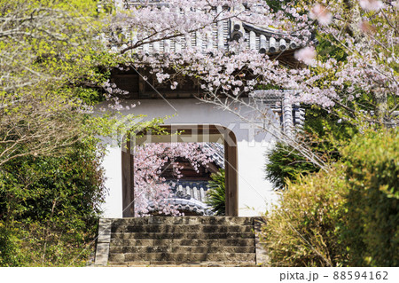 粉河寺　境内に咲く満開の桜 88594162
