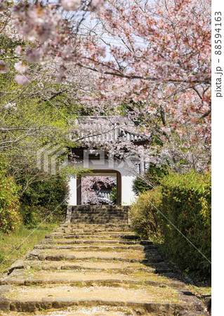 粉河寺 境内に咲く満開の桜 粉河寺 境内に咲く満開の桜 88594163