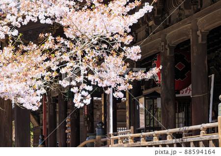 粉河寺 境内に咲く満開の桜 粉河寺 境内に咲く満開の桜 88594164