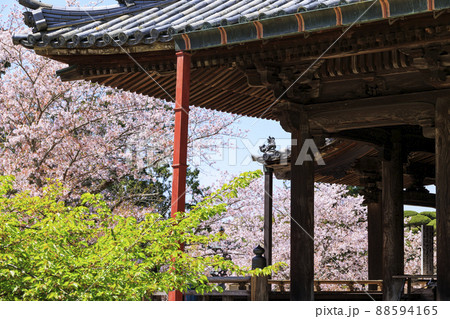 粉河寺　境内に咲く満開の桜 88594165