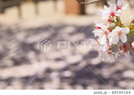 粉河寺　境内に咲く満開の桜 88594169
