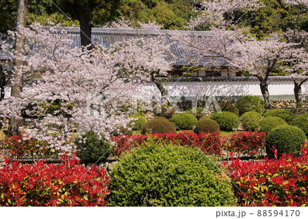 粉河寺　境内に咲く満開の桜 88594170