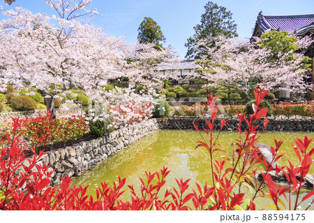 粉河寺 境内に咲く満開の桜 粉河寺 境内に咲く満開の桜 88594175