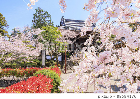 粉河寺　境内に咲く満開の桜 88594176