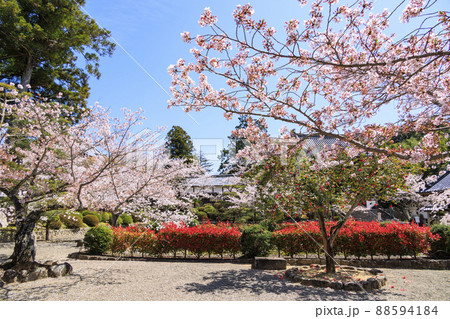 粉河寺　境内に咲く満開の桜 88594184