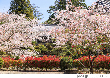 粉河寺　境内に咲く満開の桜 88594185