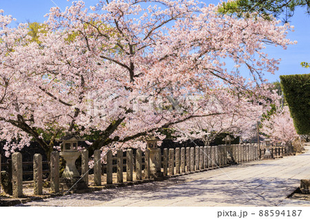 粉河寺　境内に咲く満開の桜 88594187